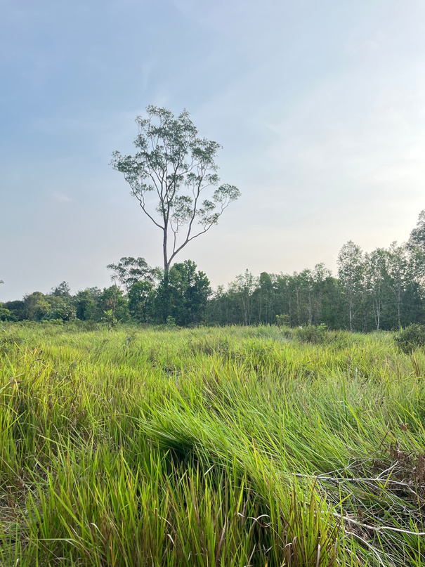 Langit & sawah